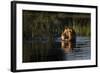 Lion (Panthera Leo) Swimming, Okavango Delta, Botswana-Wim van den Heever-Framed Photographic Print