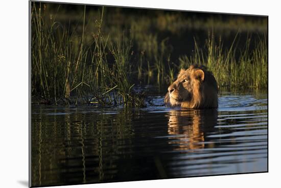 Lion (Panthera Leo) Swimming, Okavango Delta, Botswana-Wim van den Heever-Mounted Photographic Print