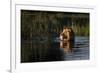 Lion (Panthera Leo) Swimming, Okavango Delta, Botswana-Wim van den Heever-Framed Photographic Print