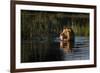 Lion (Panthera Leo) Swimming, Okavango Delta, Botswana-Wim van den Heever-Framed Photographic Print