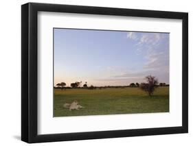 Lion (Panthera leo) two adult females, resting in habitat at sunset, Chief's Island, Okavango Delta-Shem Compion-Framed Photographic Print