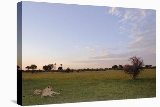 Lion (Panthera leo) two adult females, resting in habitat at sunset, Chief's Island, Okavango Delta-Shem Compion-Stretched Canvas