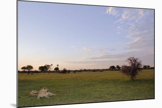 Lion (Panthera leo) two adult females, resting in habitat at sunset, Chief's Island, Okavango Delta-Shem Compion-Mounted Photographic Print