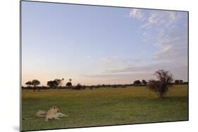 Lion (Panthera leo) two adult females, resting in habitat at sunset, Chief's Island, Okavango Delta-Shem Compion-Mounted Photographic Print