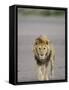 Lion (Panthera Leo) Walking Towards Camera, Serengeti National Park, Tanzania, East Africa, Africa-James Hager-Framed Stretched Canvas