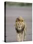 Lion (Panthera Leo) Walking Towards Camera, Serengeti National Park, Tanzania, East Africa, Africa-James Hager-Stretched Canvas
