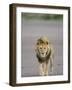 Lion (Panthera Leo) Walking Towards Camera, Serengeti National Park, Tanzania, East Africa, Africa-James Hager-Framed Photographic Print