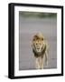 Lion (Panthera Leo) Walking Towards Camera, Serengeti National Park, Tanzania, East Africa, Africa-James Hager-Framed Photographic Print