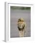 Lion (Panthera Leo) Walking Towards Camera, Serengeti National Park, Tanzania, East Africa, Africa-James Hager-Framed Photographic Print