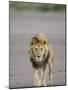 Lion (Panthera Leo) Walking Towards Camera, Serengeti National Park, Tanzania, East Africa, Africa-James Hager-Mounted Photographic Print