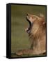 Lion (Panthera Leo) Yawning, Ngorongoro Conservation Area, Serengeti, Tanzania, East Africa, Africa-James Hager-Framed Stretched Canvas