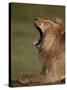 Lion (Panthera Leo) Yawning, Ngorongoro Conservation Area, Serengeti, Tanzania, East Africa, Africa-James Hager-Stretched Canvas
