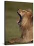 Lion (Panthera Leo) Yawning, Ngorongoro Conservation Area, Serengeti, Tanzania, East Africa, Africa-James Hager-Stretched Canvas