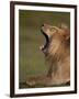 Lion (Panthera Leo) Yawning, Ngorongoro Conservation Area, Serengeti, Tanzania, East Africa, Africa-James Hager-Framed Premium Photographic Print