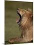 Lion (Panthera Leo) Yawning, Ngorongoro Conservation Area, Serengeti, Tanzania, East Africa, Africa-James Hager-Mounted Premium Photographic Print