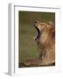 Lion (Panthera Leo) Yawning, Ngorongoro Conservation Area, Serengeti, Tanzania, East Africa, Africa-James Hager-Framed Photographic Print