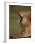 Lion (Panthera Leo) Yawning, Ngorongoro Conservation Area, Serengeti, Tanzania, East Africa, Africa-James Hager-Framed Photographic Print