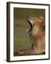 Lion (Panthera Leo) Yawning, Ngorongoro Conservation Area, Serengeti, Tanzania, East Africa, Africa-James Hager-Framed Photographic Print