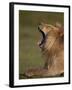 Lion (Panthera Leo) Yawning, Ngorongoro Conservation Area, Serengeti, Tanzania, East Africa, Africa-James Hager-Framed Photographic Print