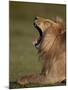 Lion (Panthera Leo) Yawning, Ngorongoro Conservation Area, Serengeti, Tanzania, East Africa, Africa-James Hager-Mounted Photographic Print