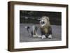 Lion (Panthera leo) yawning, Zimanga private game reserve, KwaZulu-Natal-Ann and Steve Toon-Framed Photographic Print