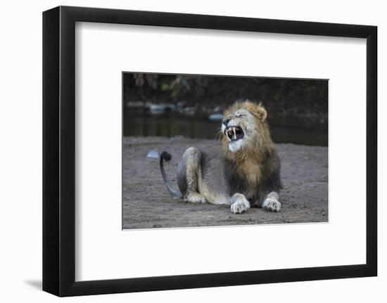 Lion (Panthera leo) yawning, Zimanga private game reserve, KwaZulu-Natal-Ann and Steve Toon-Framed Photographic Print