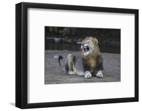 Lion (Panthera leo) yawning, Zimanga private game reserve, KwaZulu-Natal-Ann and Steve Toon-Framed Photographic Print