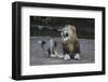 Lion (Panthera leo) yawning, Zimanga private game reserve, KwaZulu-Natal-Ann and Steve Toon-Framed Photographic Print