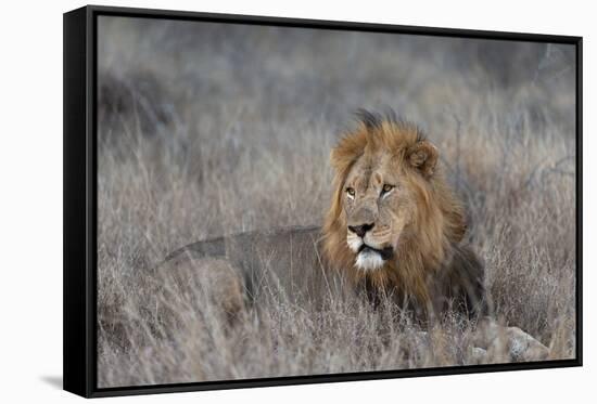 Lion (Panthera leo), Zimanga private game reserve, KwaZulu-Natal-Ann and Steve Toon-Framed Stretched Canvas