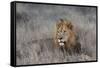 Lion (Panthera leo), Zimanga private game reserve, KwaZulu-Natal-Ann and Steve Toon-Framed Stretched Canvas