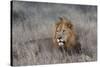 Lion (Panthera leo), Zimanga private game reserve, KwaZulu-Natal-Ann and Steve Toon-Stretched Canvas