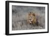 Lion (Panthera leo), Zimanga private game reserve, KwaZulu-Natal-Ann and Steve Toon-Framed Photographic Print