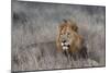 Lion (Panthera leo), Zimanga private game reserve, KwaZulu-Natal-Ann and Steve Toon-Mounted Photographic Print