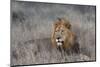 Lion (Panthera leo), Zimanga private game reserve, KwaZulu-Natal-Ann and Steve Toon-Mounted Photographic Print