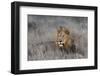 Lion (Panthera leo), Zimanga private game reserve, KwaZulu-Natal-Ann and Steve Toon-Framed Premium Photographic Print