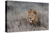 Lion (Panthera leo), Zimanga private game reserve, KwaZulu-Natal-Ann and Steve Toon-Stretched Canvas