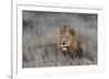 Lion (Panthera leo), Zimanga private game reserve, KwaZulu-Natal-Ann and Steve Toon-Framed Photographic Print