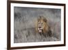 Lion (Panthera leo), Zimanga private game reserve, KwaZulu-Natal-Ann and Steve Toon-Framed Photographic Print