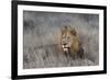 Lion (Panthera leo), Zimanga private game reserve, KwaZulu-Natal-Ann and Steve Toon-Framed Photographic Print