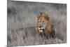 Lion (Panthera leo), Zimanga private game reserve, KwaZulu-Natal-Ann and Steve Toon-Mounted Photographic Print