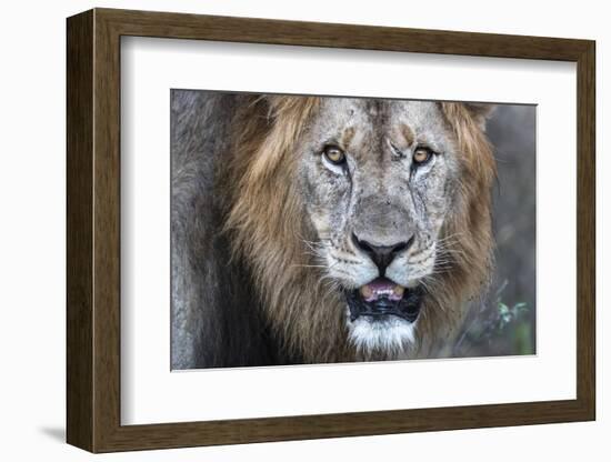 Lion (Panthera leo), Zimanga private game reserve, KwaZulu-Natal-Ann and Steve Toon-Framed Photographic Print