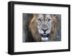 Lion (Panthera leo), Zimanga private game reserve, KwaZulu-Natal-Ann and Steve Toon-Framed Photographic Print