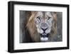 Lion (Panthera leo), Zimanga private game reserve, KwaZulu-Natal-Ann and Steve Toon-Framed Photographic Print