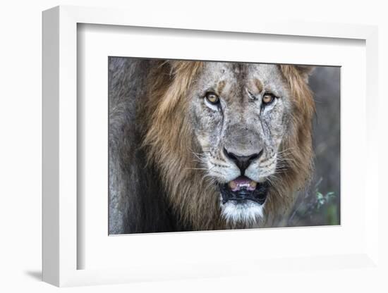 Lion (Panthera leo), Zimanga private game reserve, KwaZulu-Natal-Ann and Steve Toon-Framed Photographic Print