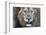 Lion (Panthera leo), Zimanga private game reserve, KwaZulu-Natal-Ann and Steve Toon-Framed Photographic Print