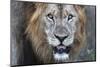 Lion (Panthera leo), Zimanga private game reserve, KwaZulu-Natal-Ann and Steve Toon-Mounted Photographic Print