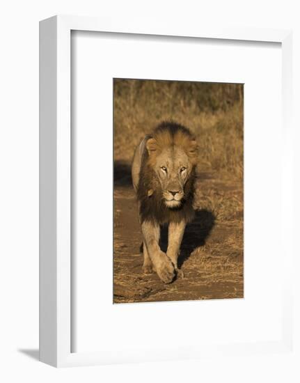 Lion (Panthera leo), Zimanga private game reserve, KwaZulu-Natal-Ann and Steve Toon-Framed Photographic Print