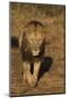 Lion (Panthera leo), Zimanga private game reserve, KwaZulu-Natal-Ann and Steve Toon-Mounted Photographic Print