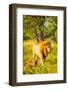 Lion (Panthera leo), Zululand, South Africa-Laura Grier-Framed Photographic Print