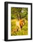 Lion (Panthera leo), Zululand, South Africa-Laura Grier-Framed Photographic Print